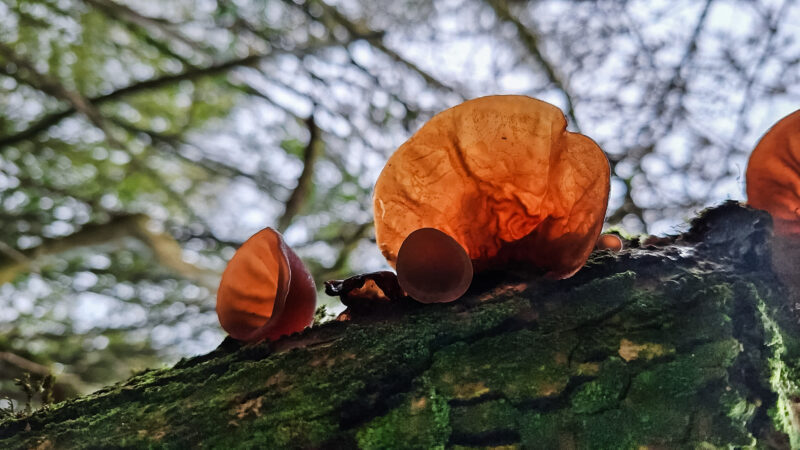Jelly Ear from Commage survey in The Curragh, Kildare.