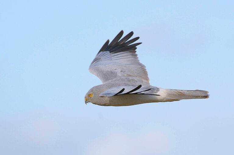 Hen Harrier Project Final Report