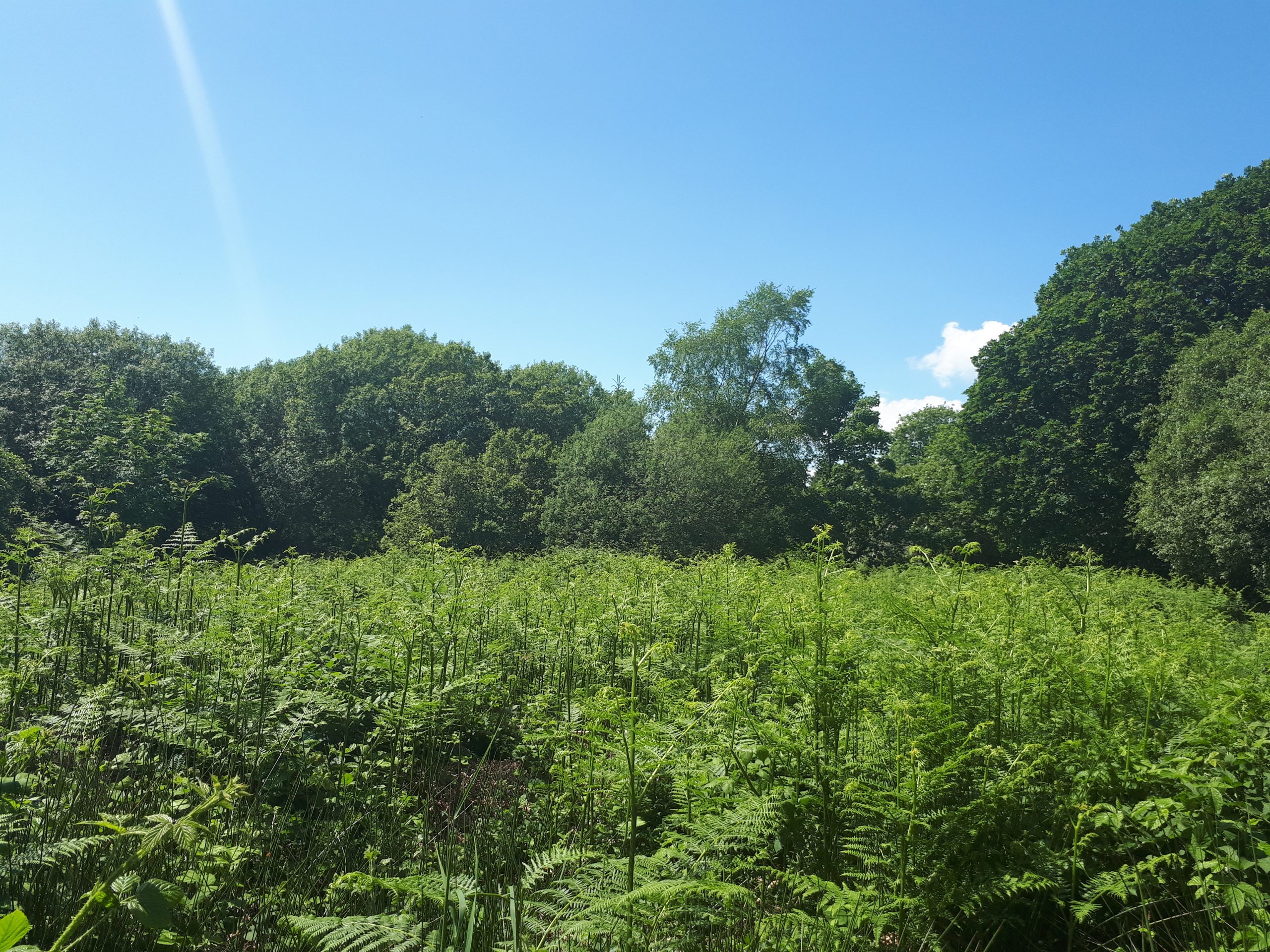 Dense Bracken in Summer