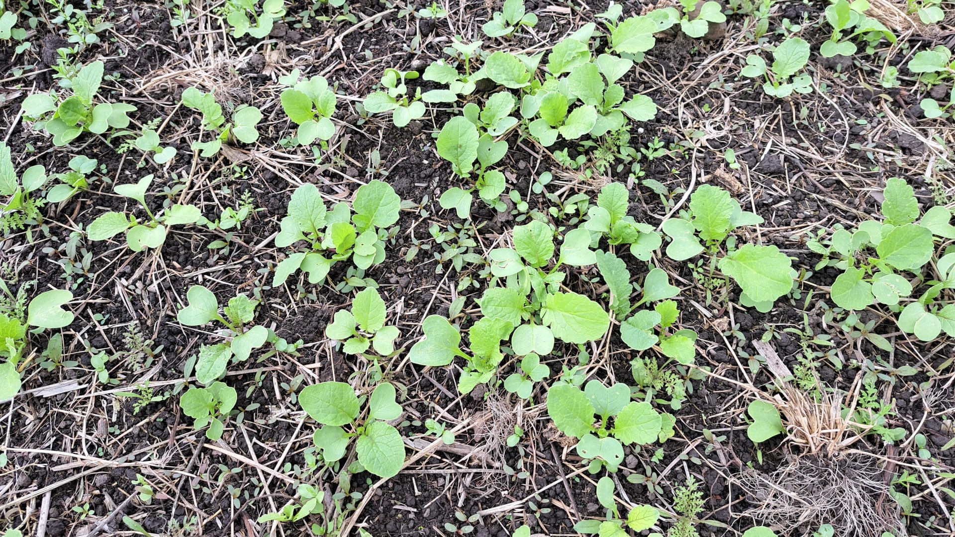 NPI Wild Bird Cover seedlings