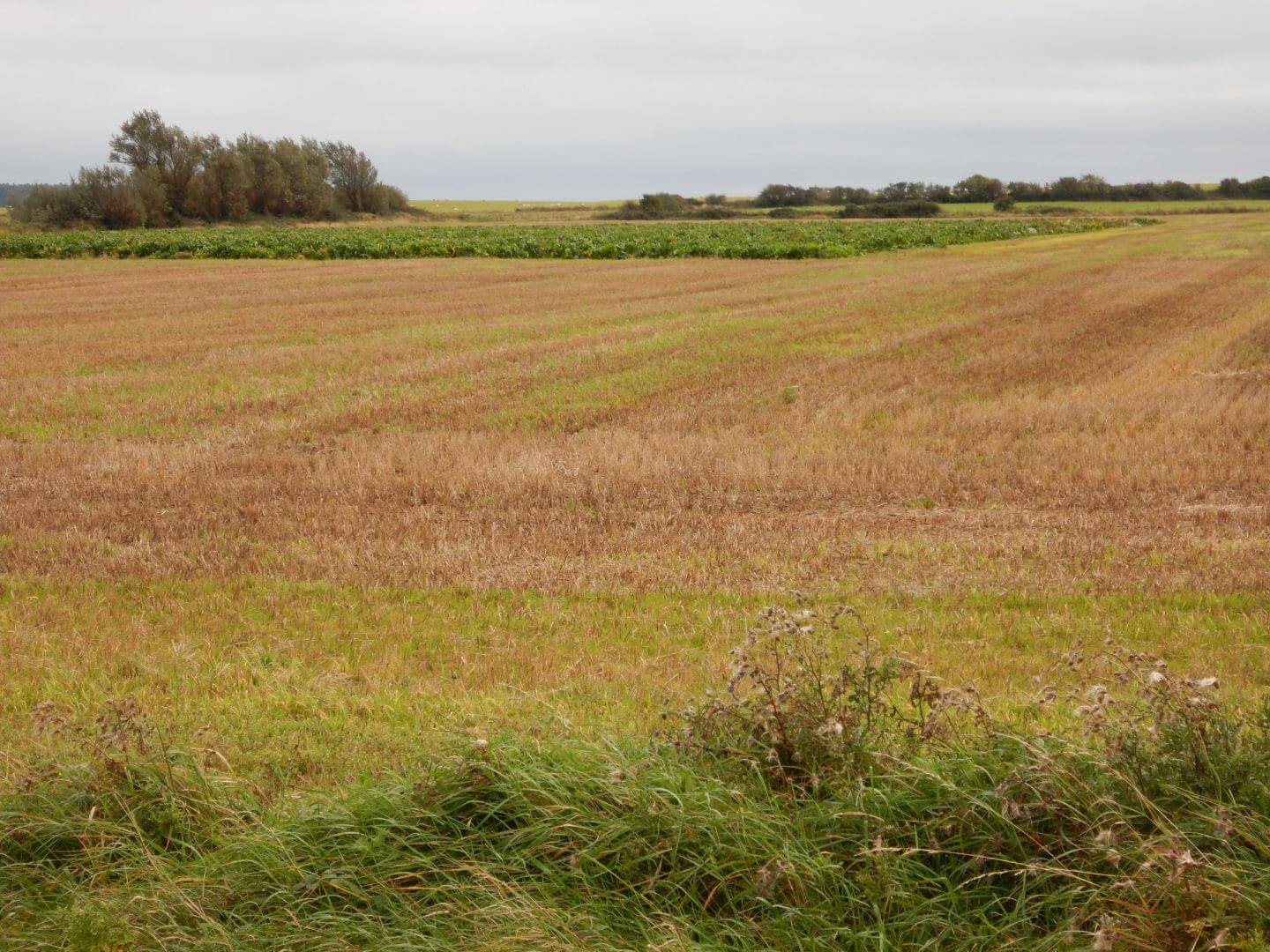 Winter Stubble (1)