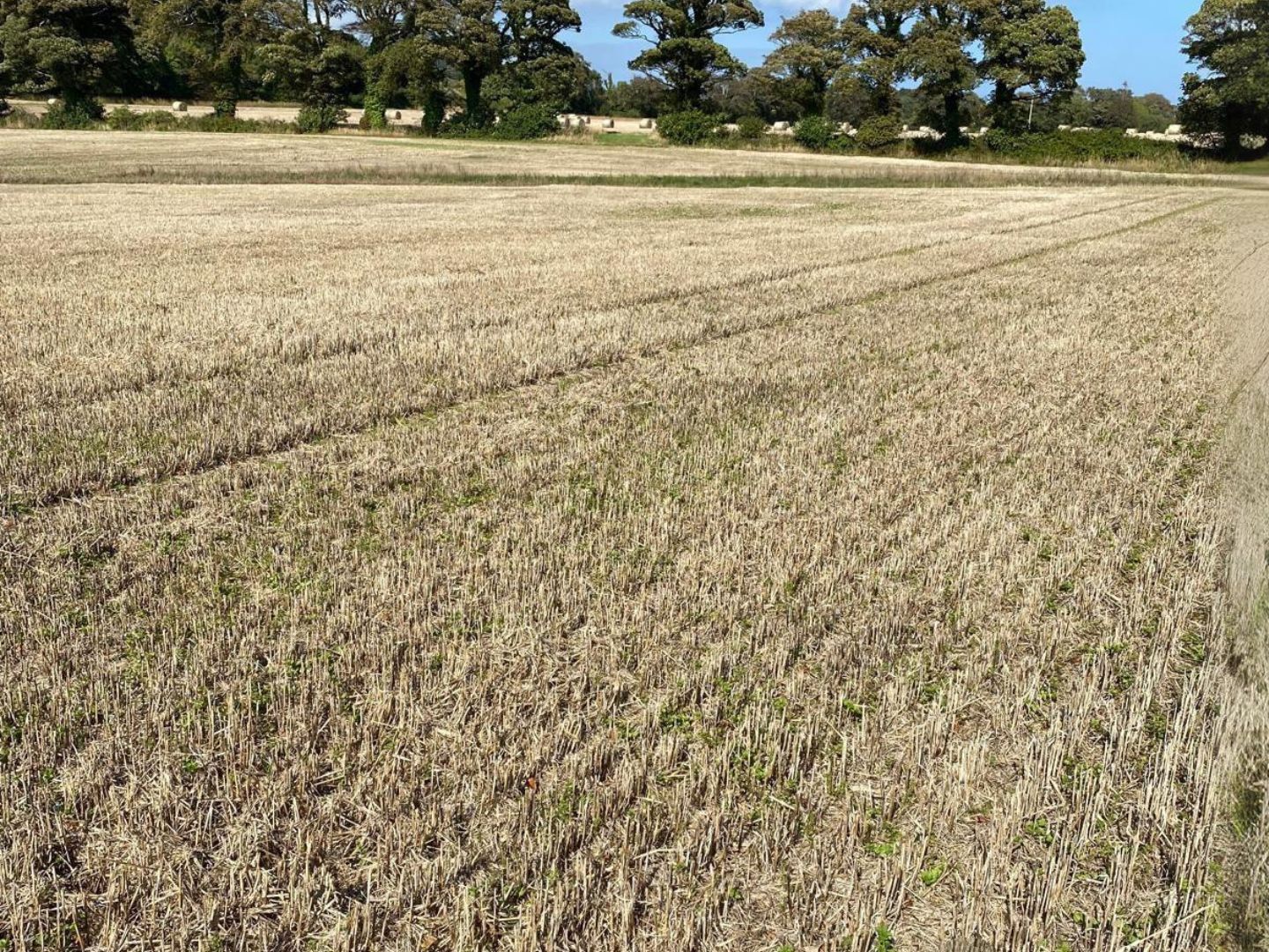 Winter Stubble