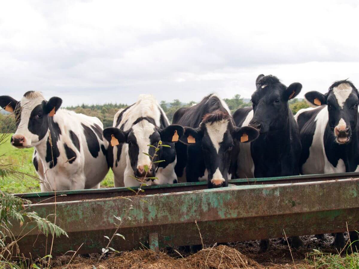 Cattle Feed Trough